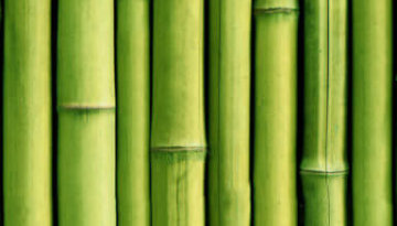 Bambous droits